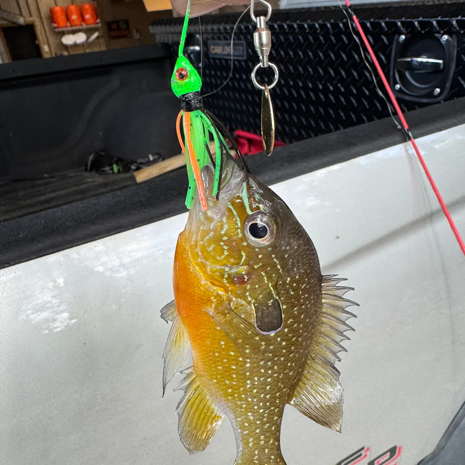 recently logged catches