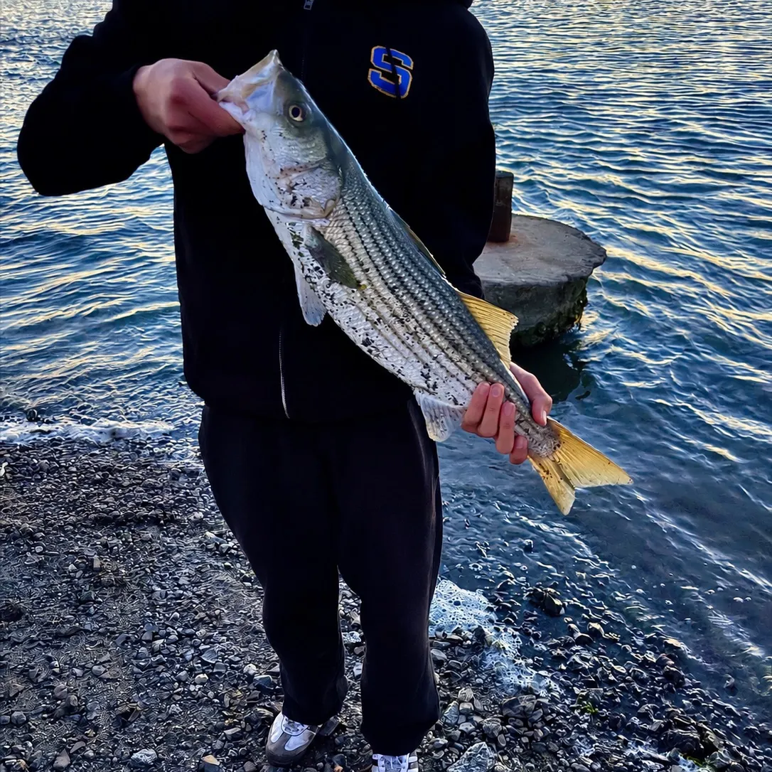 Striped bass caught on Fishbrain