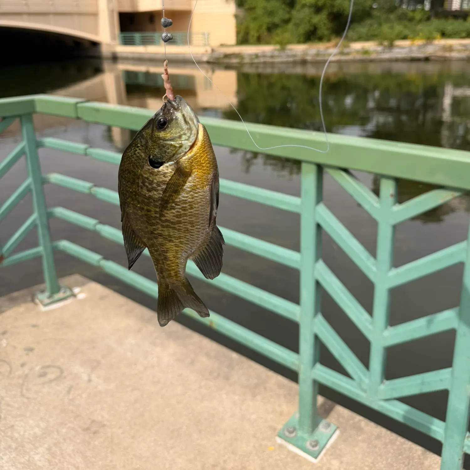 Bluegill caught on Fishbrain