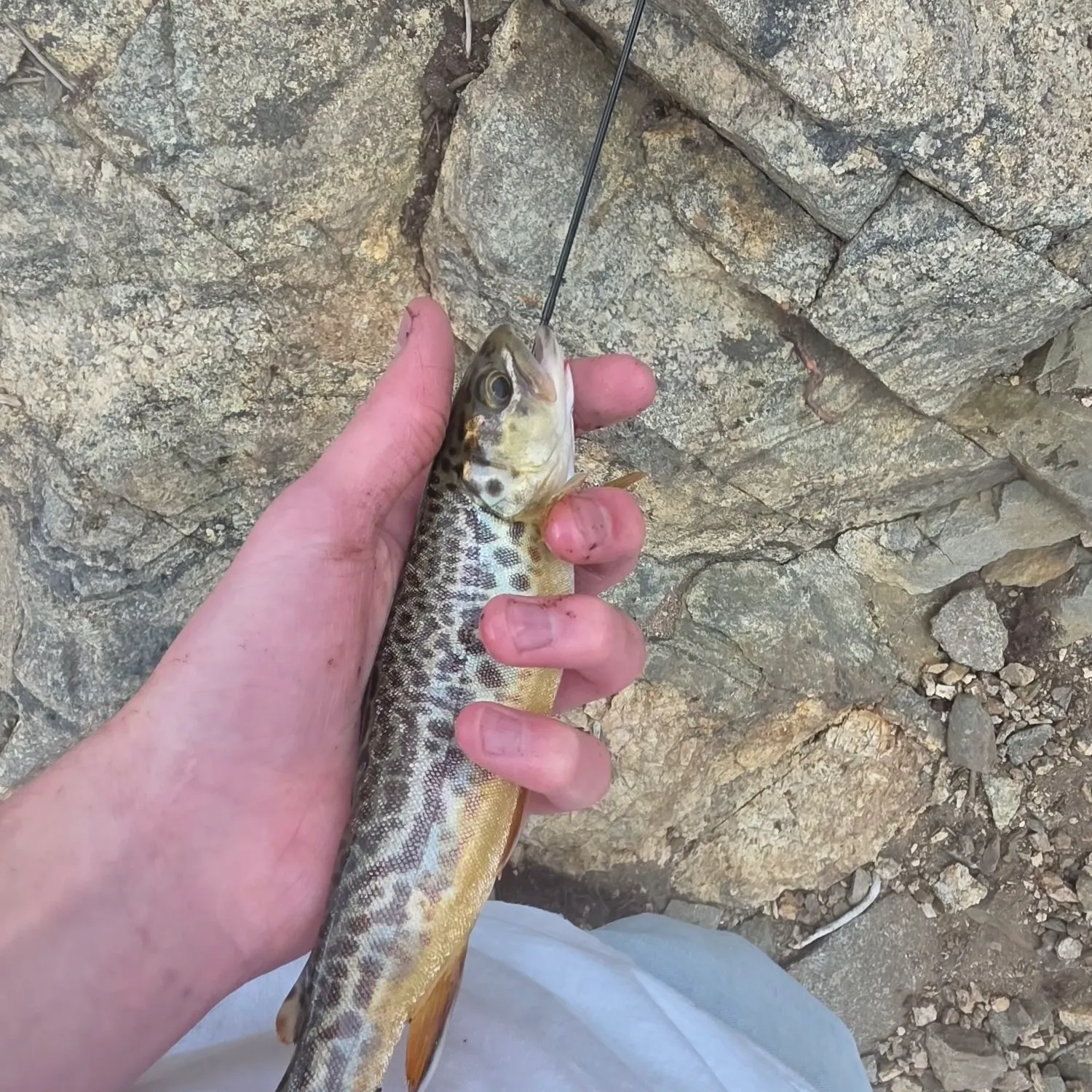 Tiger trout caught on Fishbrain