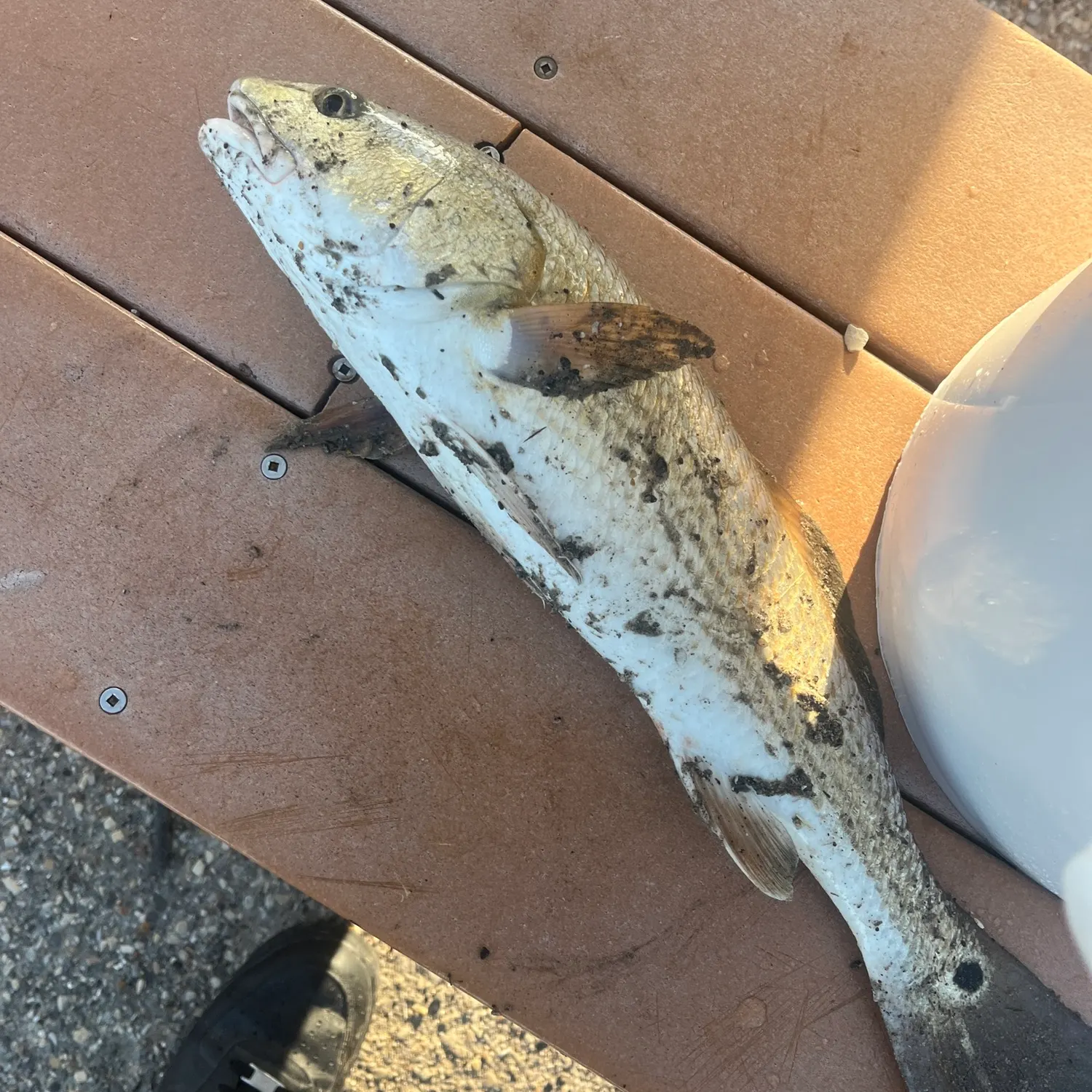 Red drum caught on Fishbrain