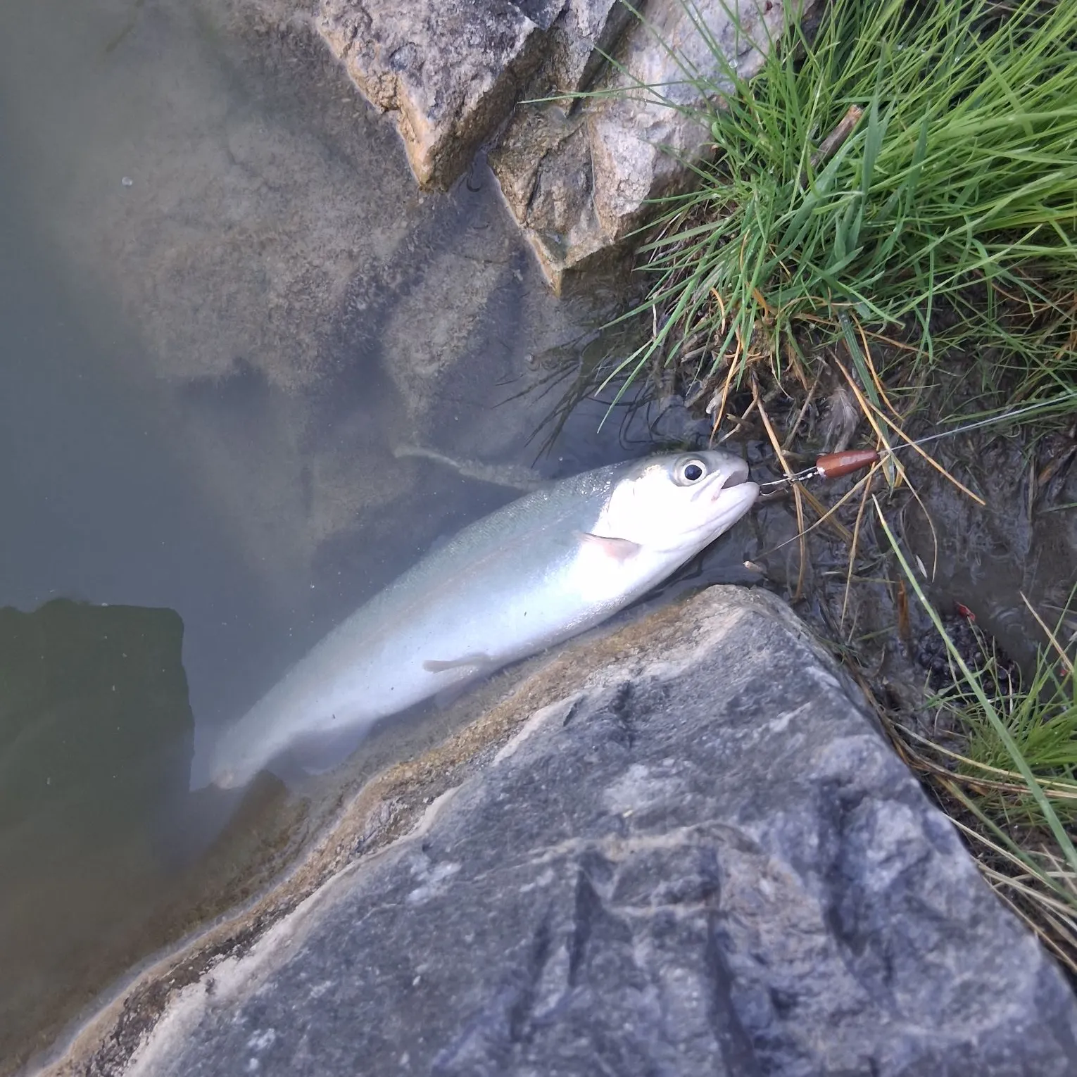 Rainbow trout caught on Fishbrain