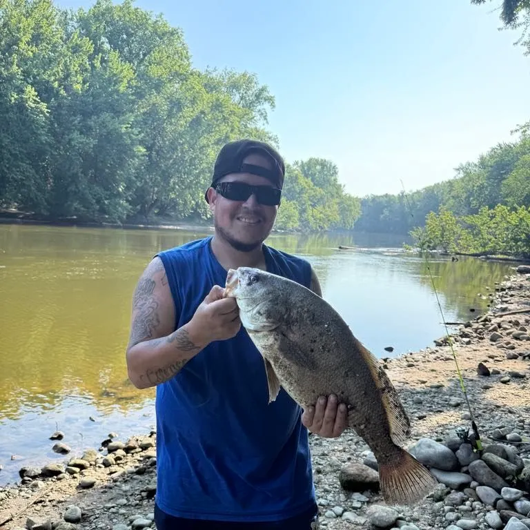 The most recent Freshwater drum catches on Fishbrain