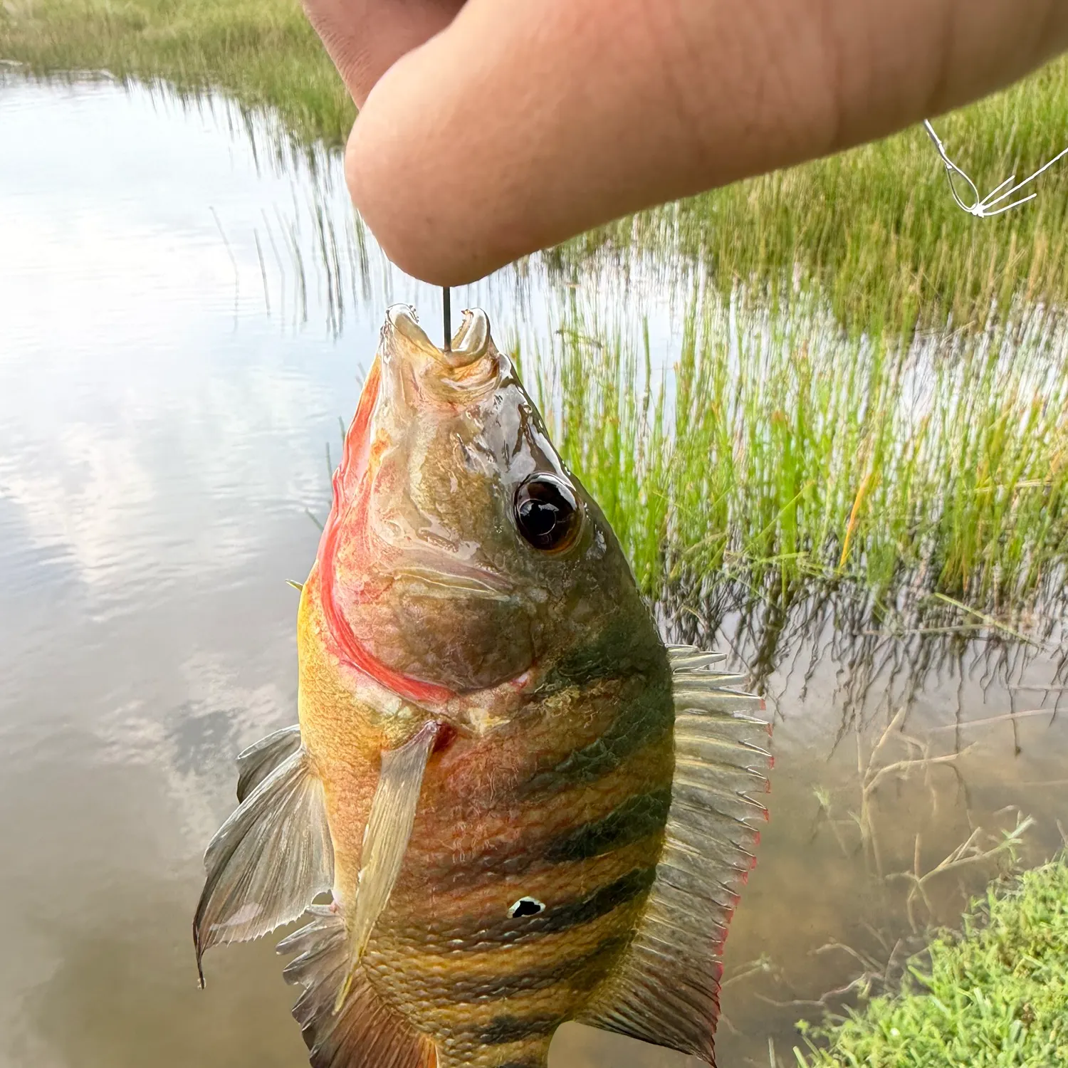 Mayan cichlid caught on Fishbrain