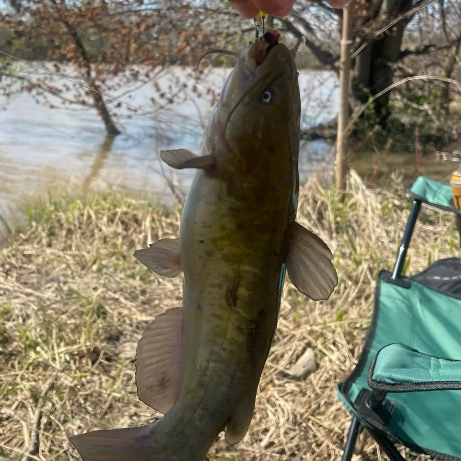 The most recent Brown bullhead catches on Fishbrain