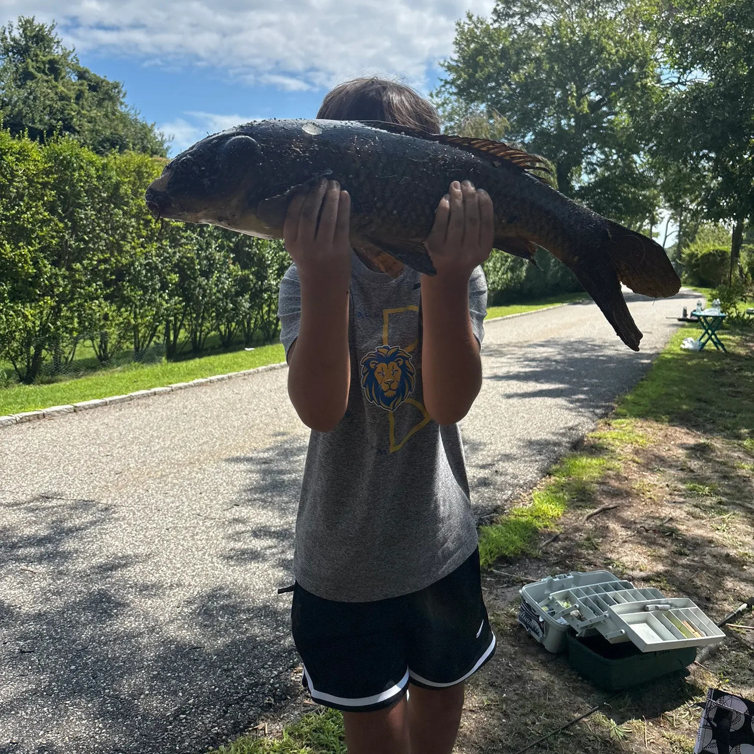 Common carp caught on Fishbrain
