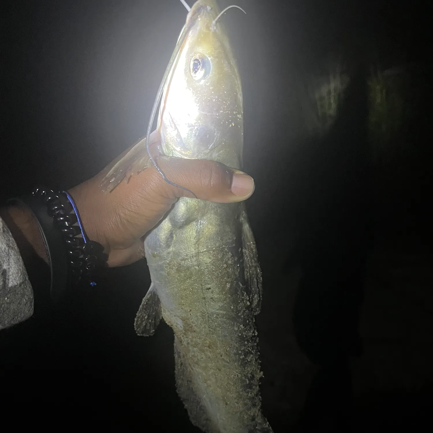Blue catfish caught on Fishbrain