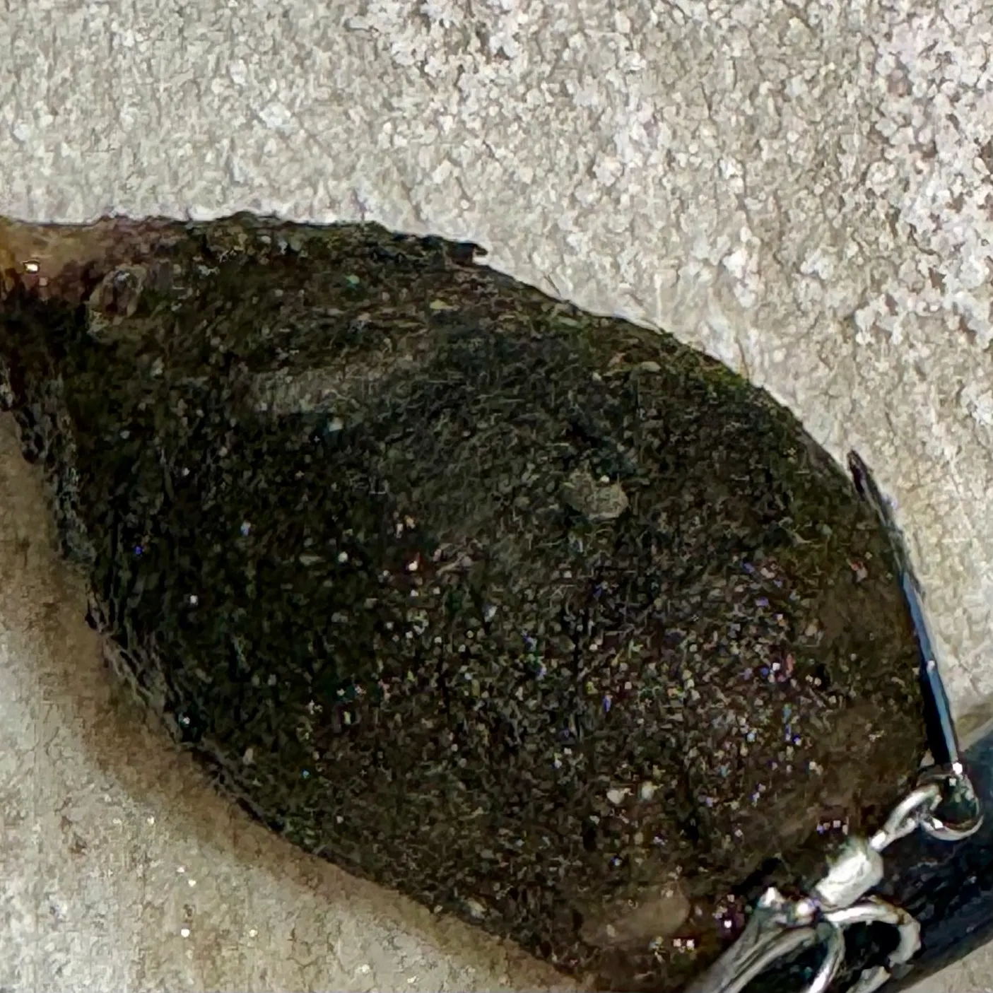 Fish caught on Fishbrain