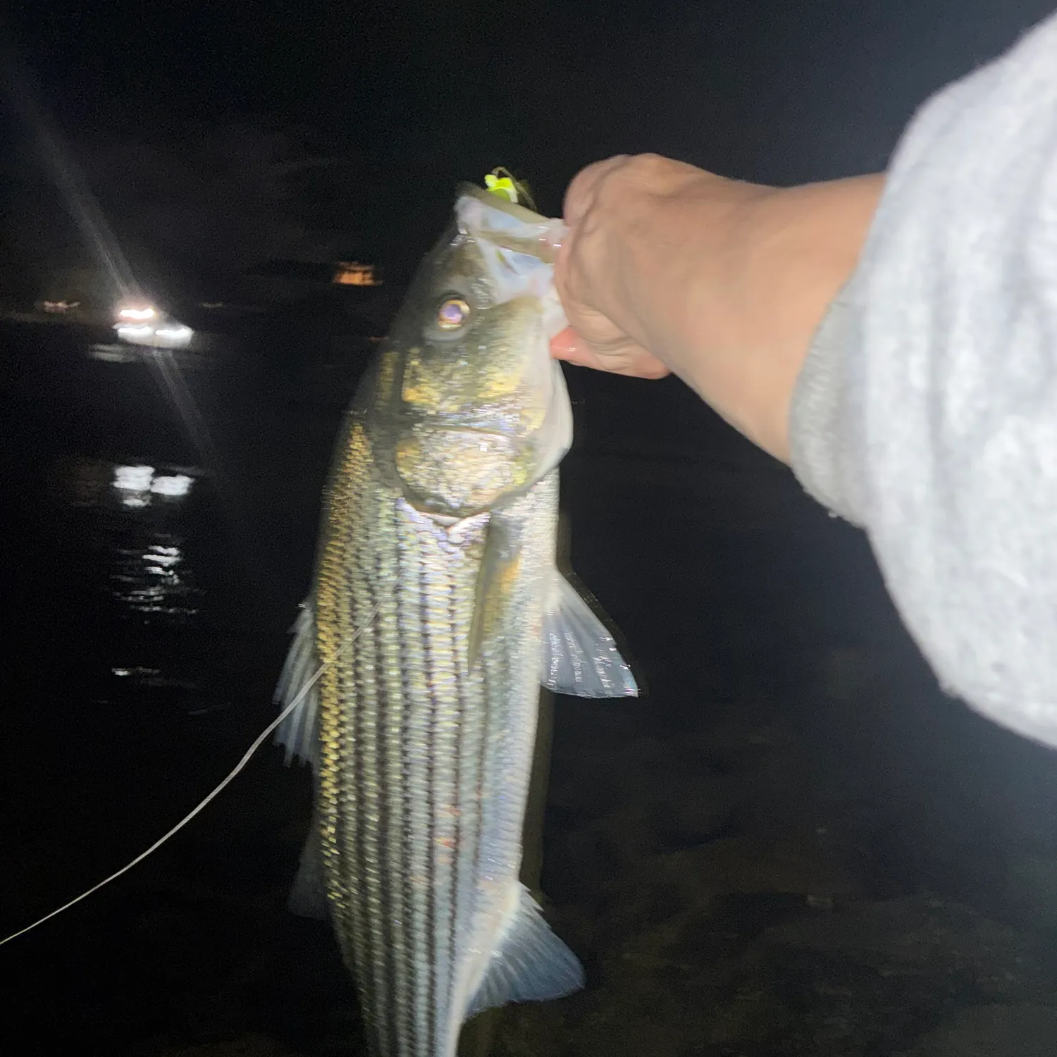 Striped bass caught on Fishbrain