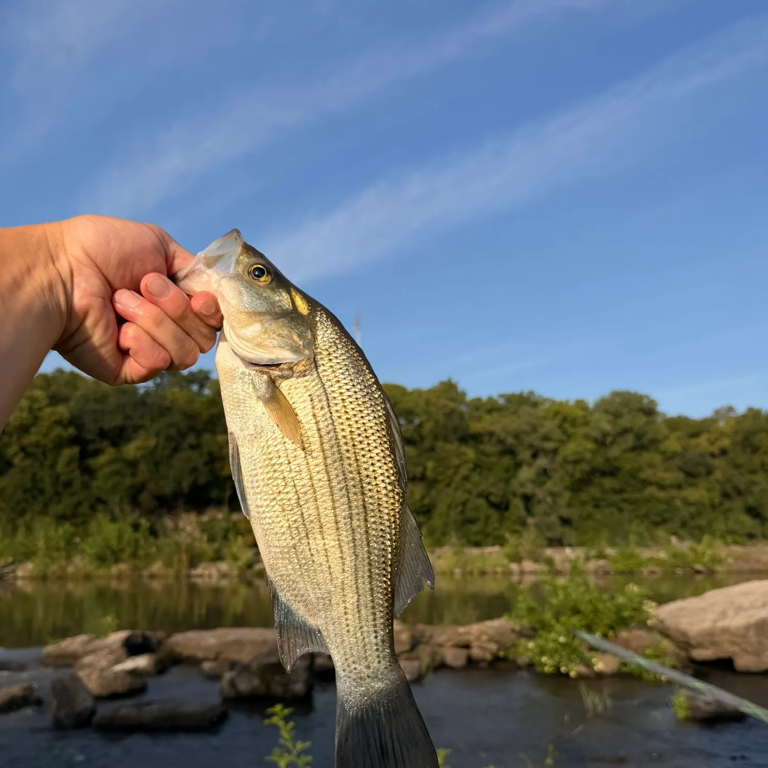 White bass caught on Fishbrain