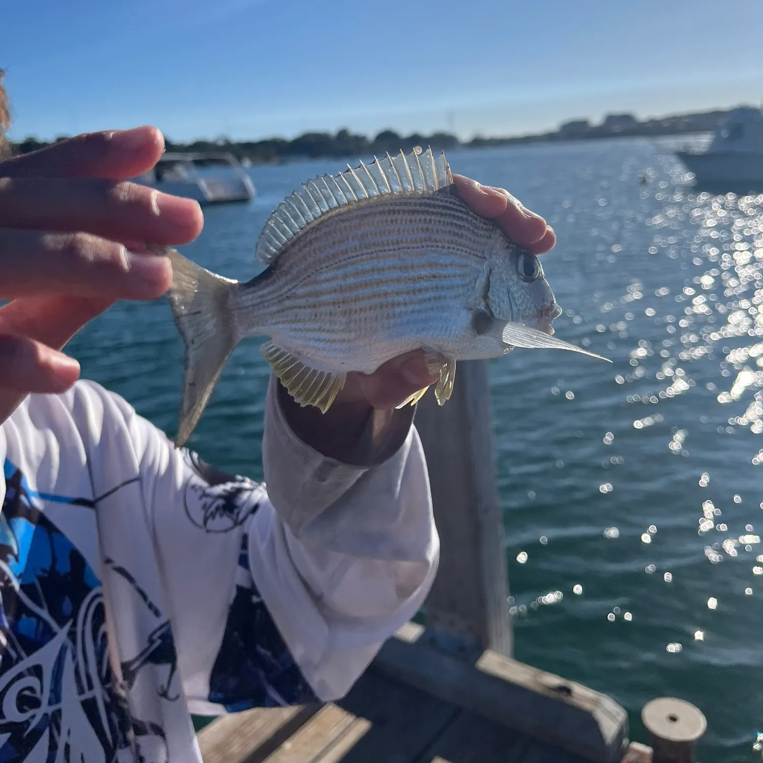 The most recent Goldlined seabream catches on Fishbrain