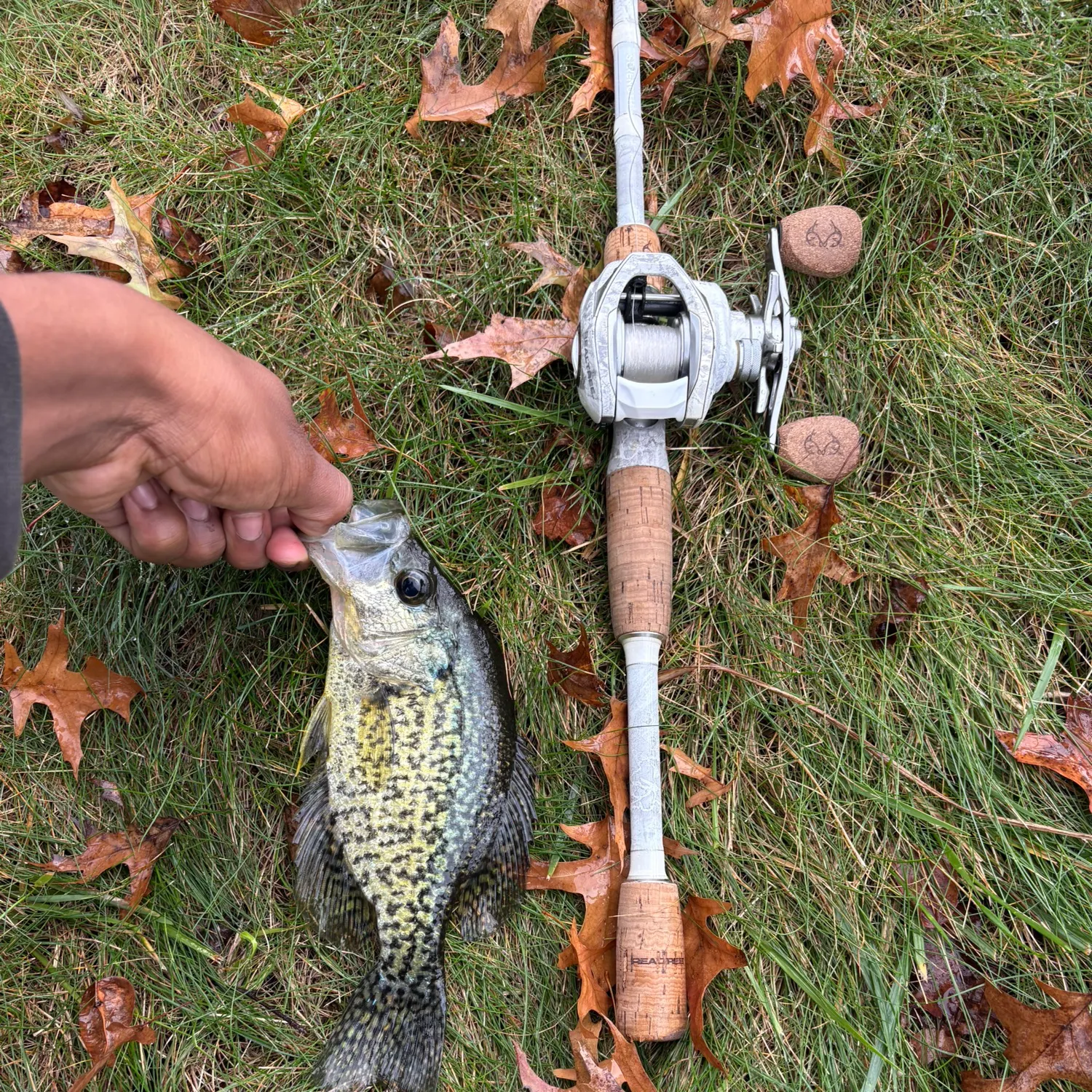Black crappie caught on Fishbrain