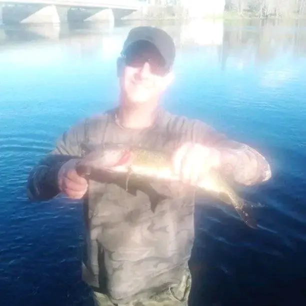 Chain pickerel caught on Fishbrain