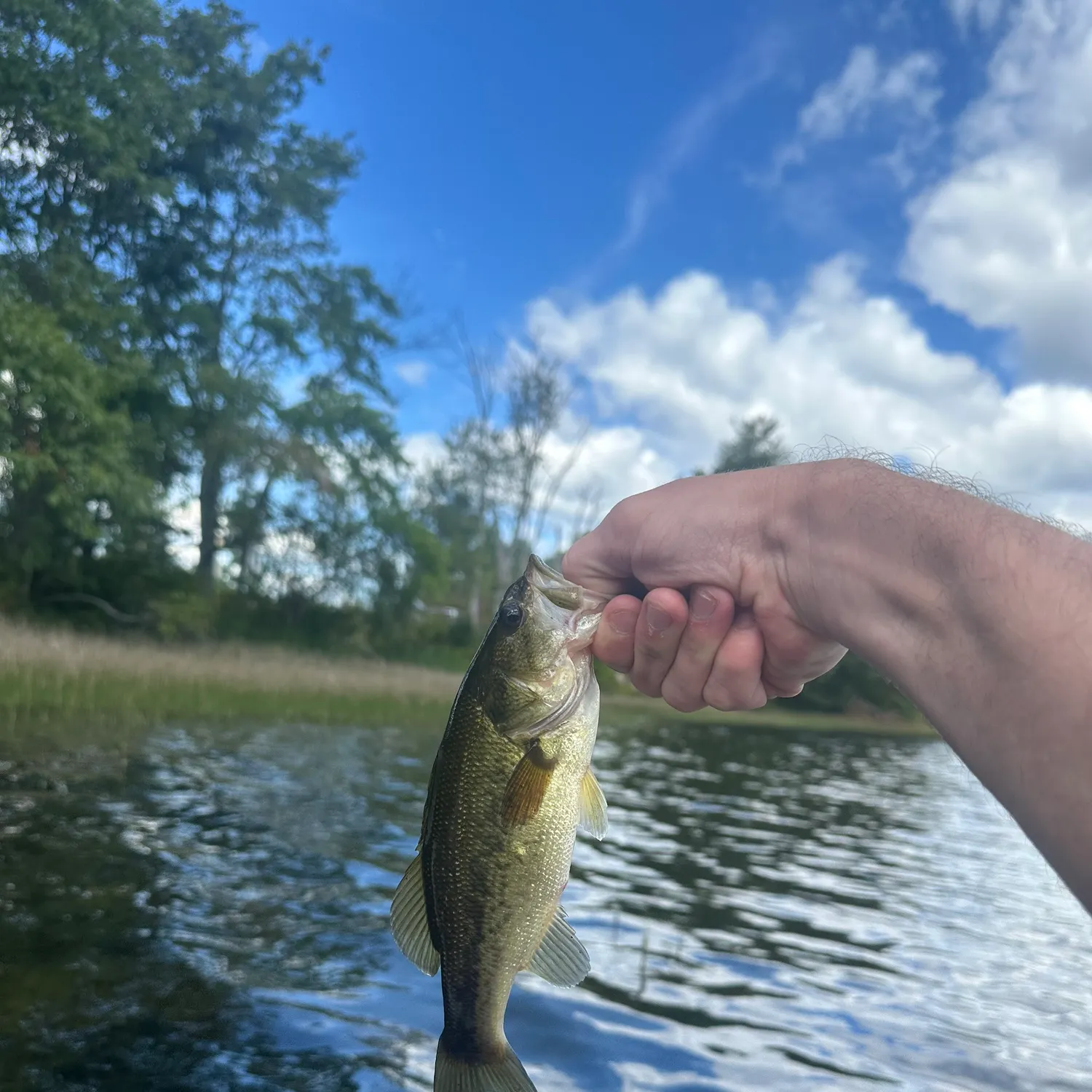 Largemouth bass caught on Fishbrain
