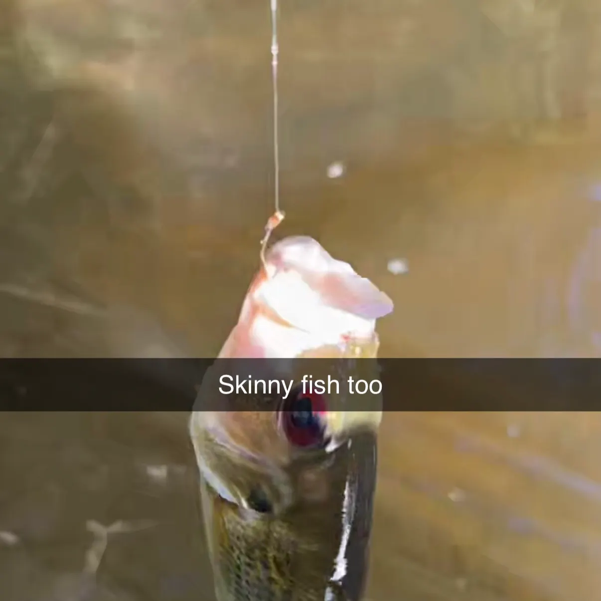 Rock bass caught on Fishbrain