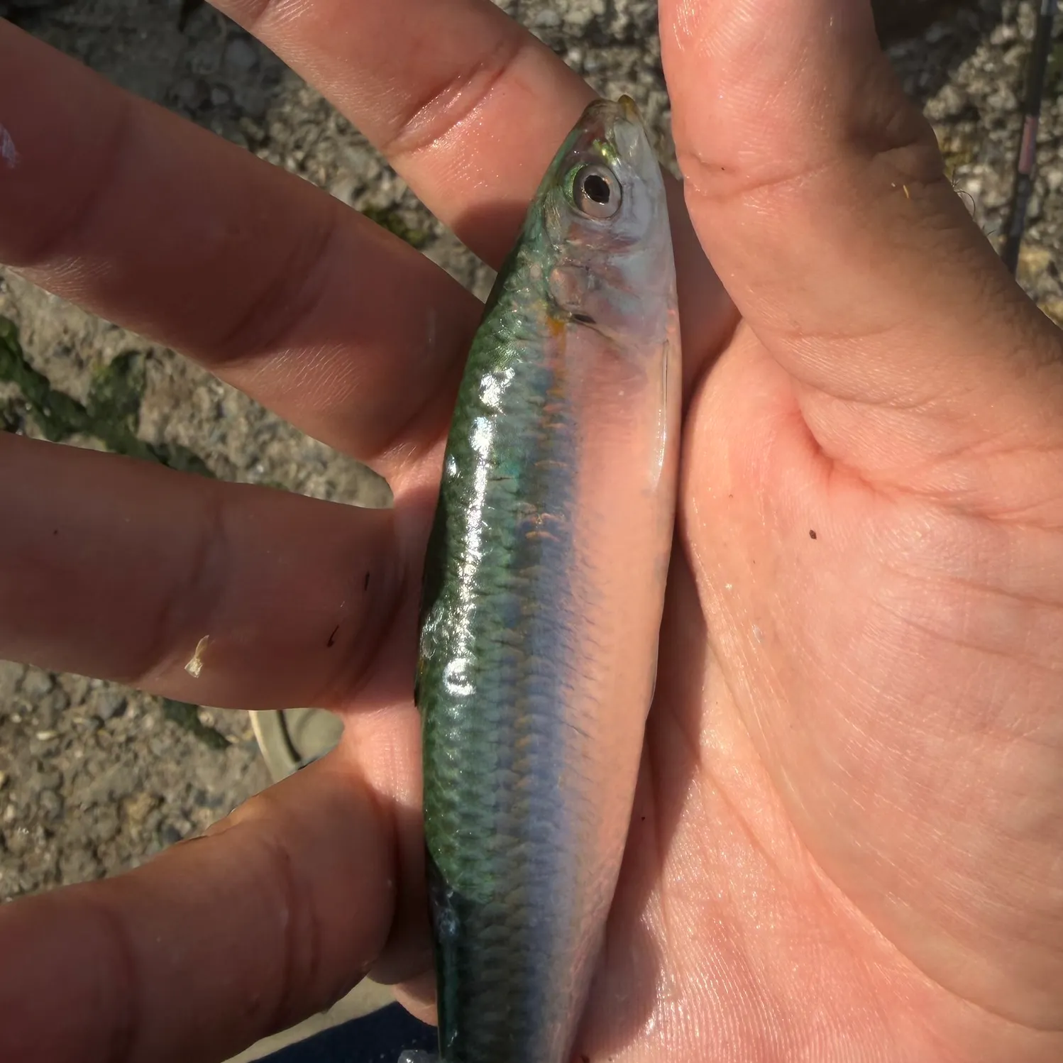 The most recent Round sardinella catches on Fishbrain
