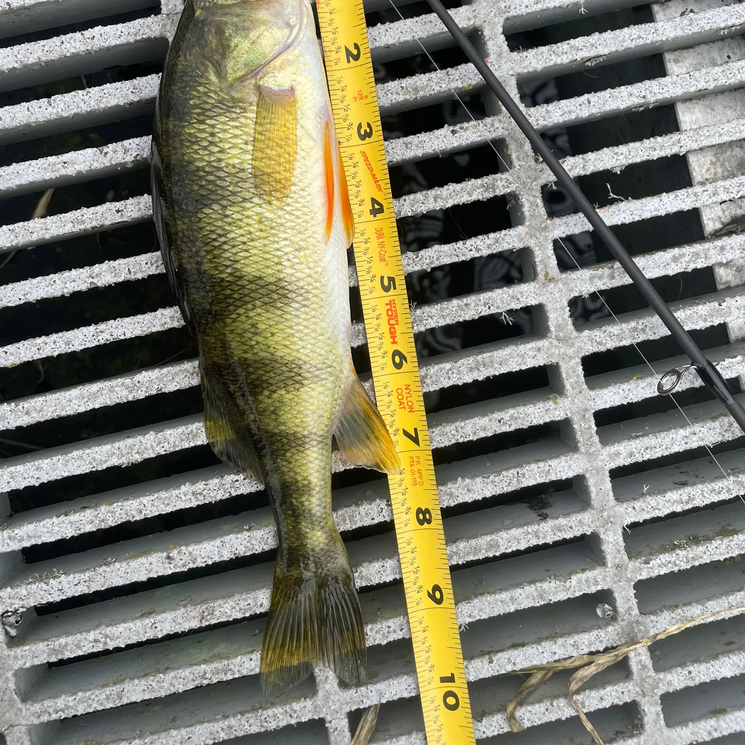 Yellow perch caught on Fishbrain