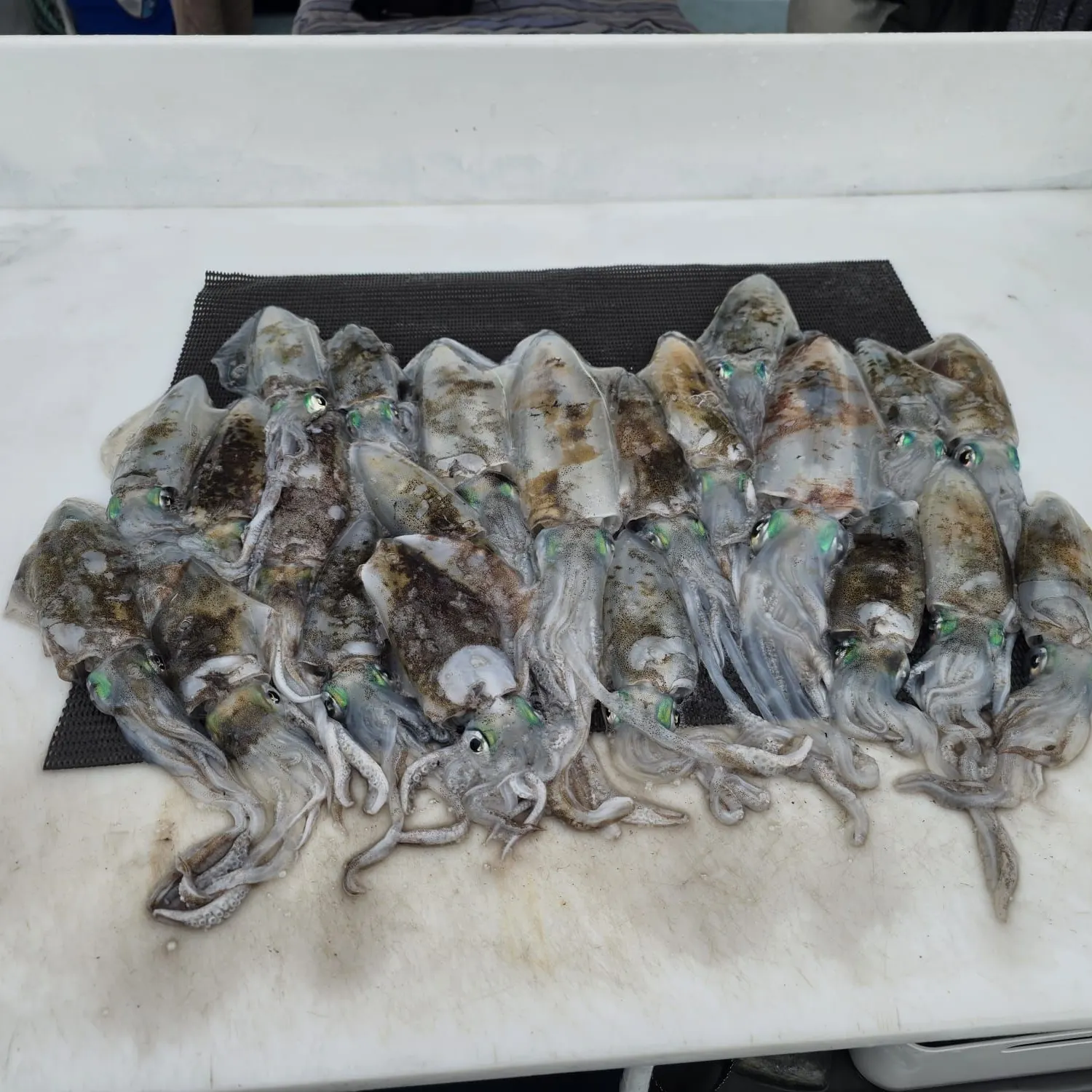 Southern calamari caught on Fishbrain