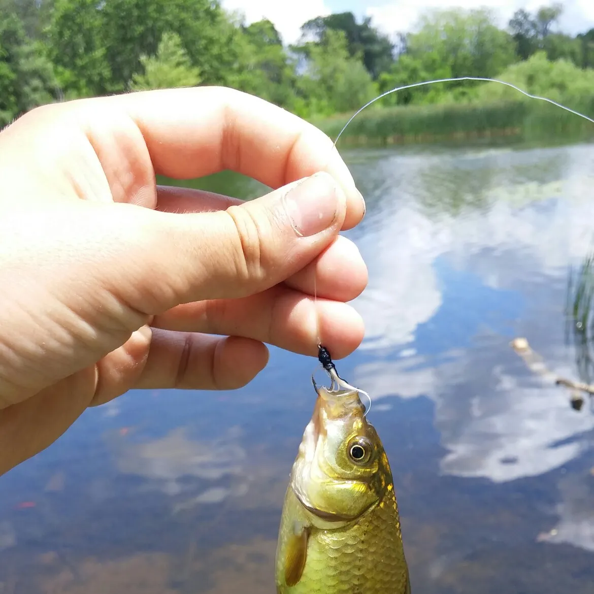 Common carp caught on Fishbrain