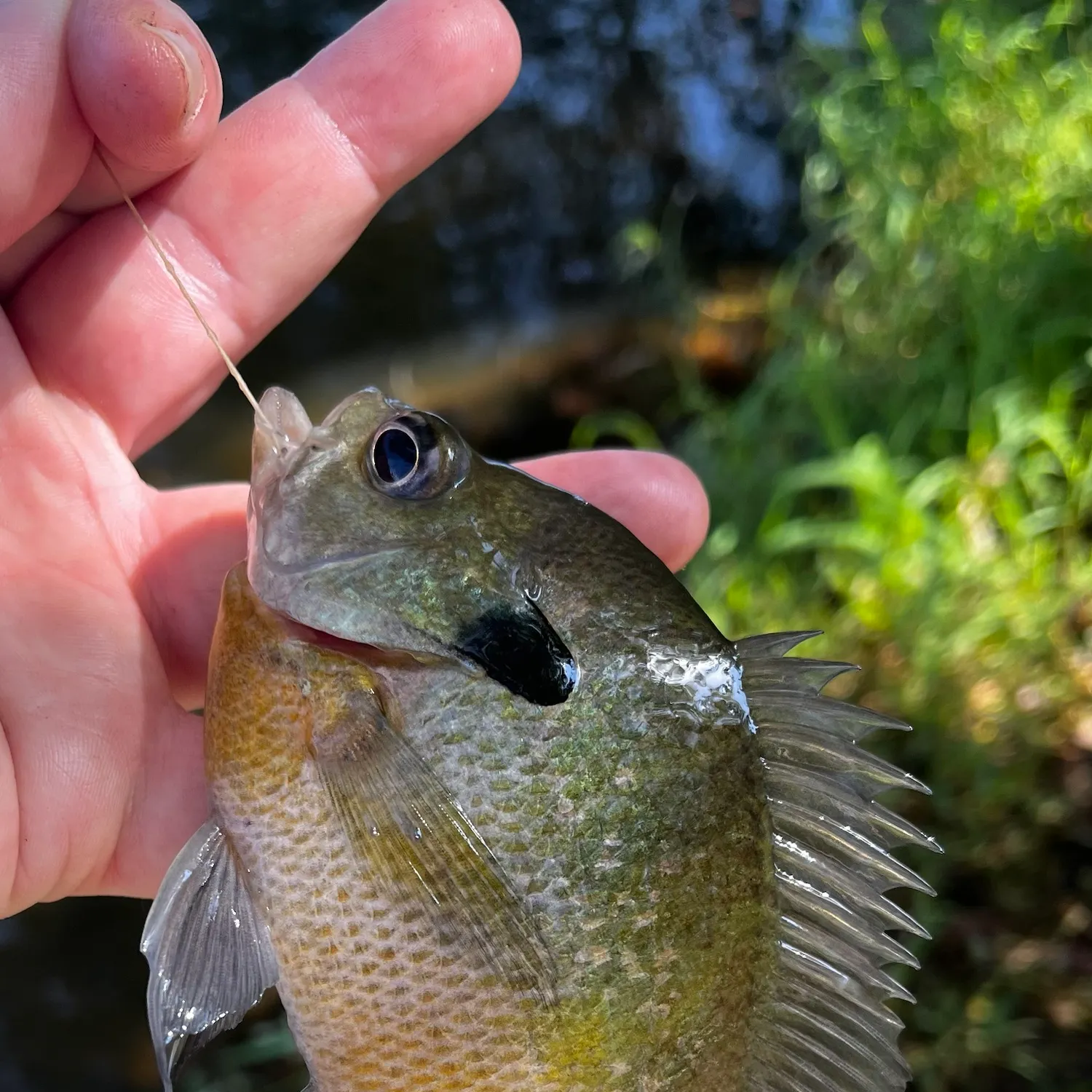 Bluegill caught on Fishbrain