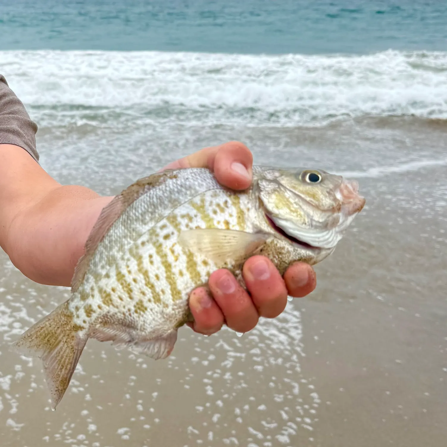 The most recent Barred surfperch catches on Fishbrain