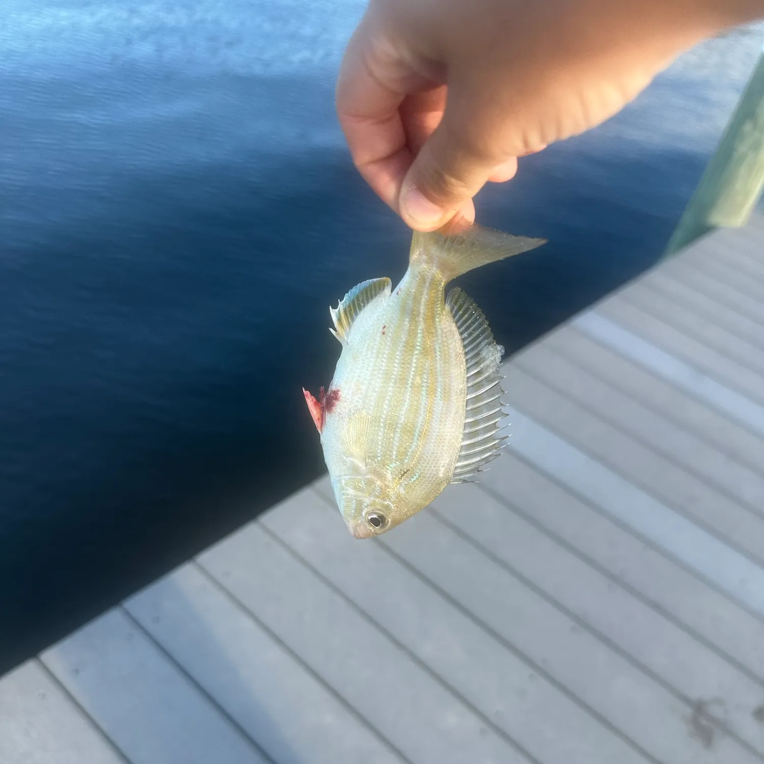 Pinfish caught on Fishbrain