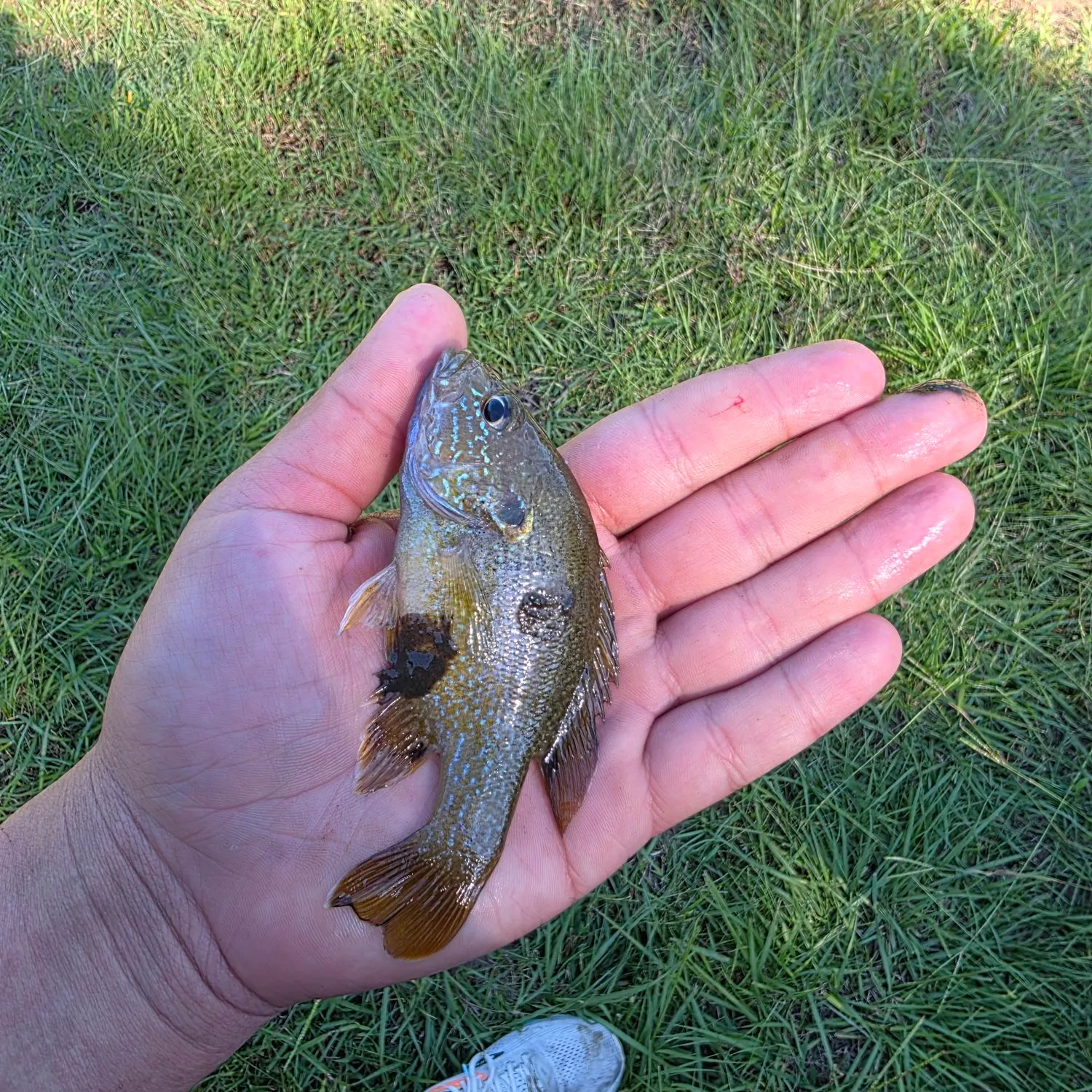 Green sunfish caught on Fishbrain