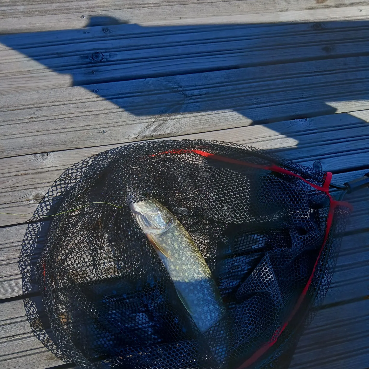 Northern pike caught on Fishbrain