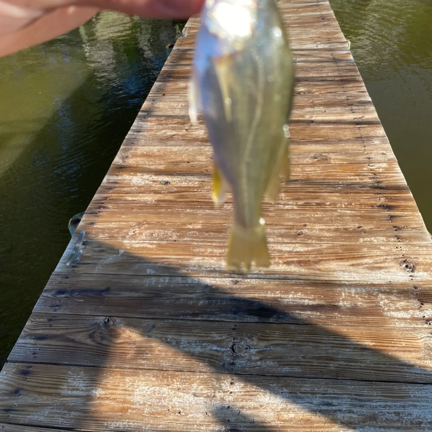 White perch caught on Fishbrain