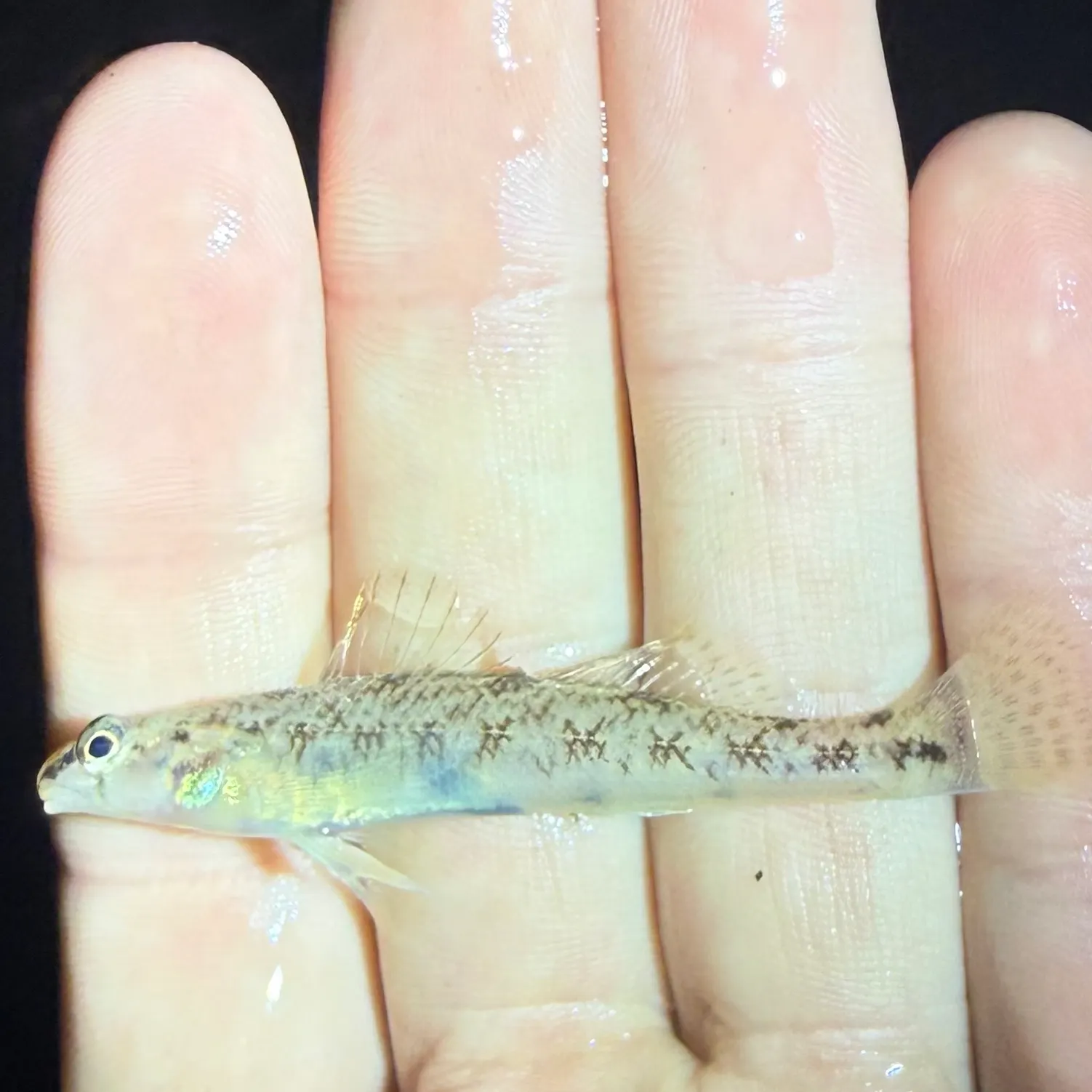 The most recent Southern tesselated darter catches on Fishbrain