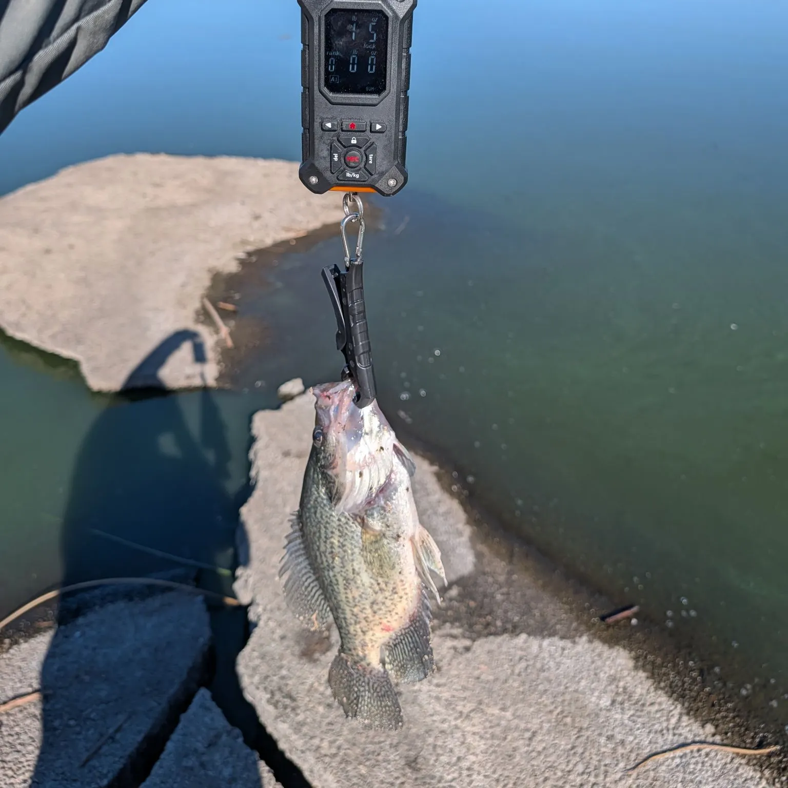 Black crappie caught on Fishbrain