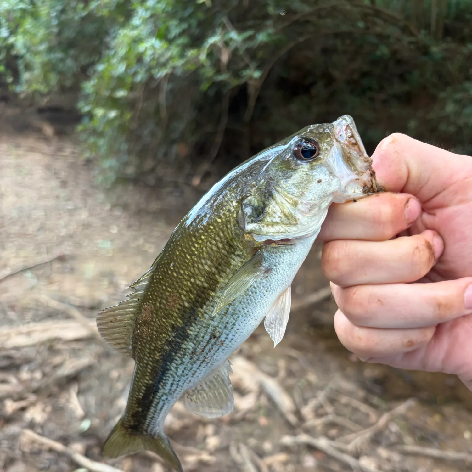 Spotted bass caught on Fishbrain