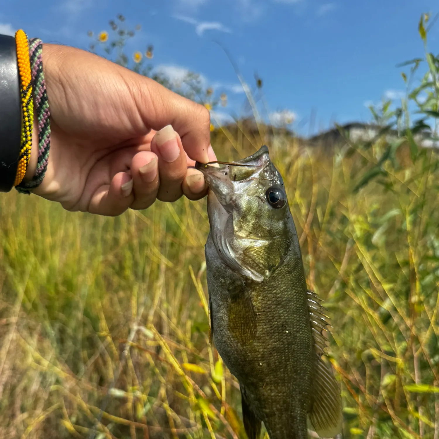 Smallmouth bass caught on Fishbrain