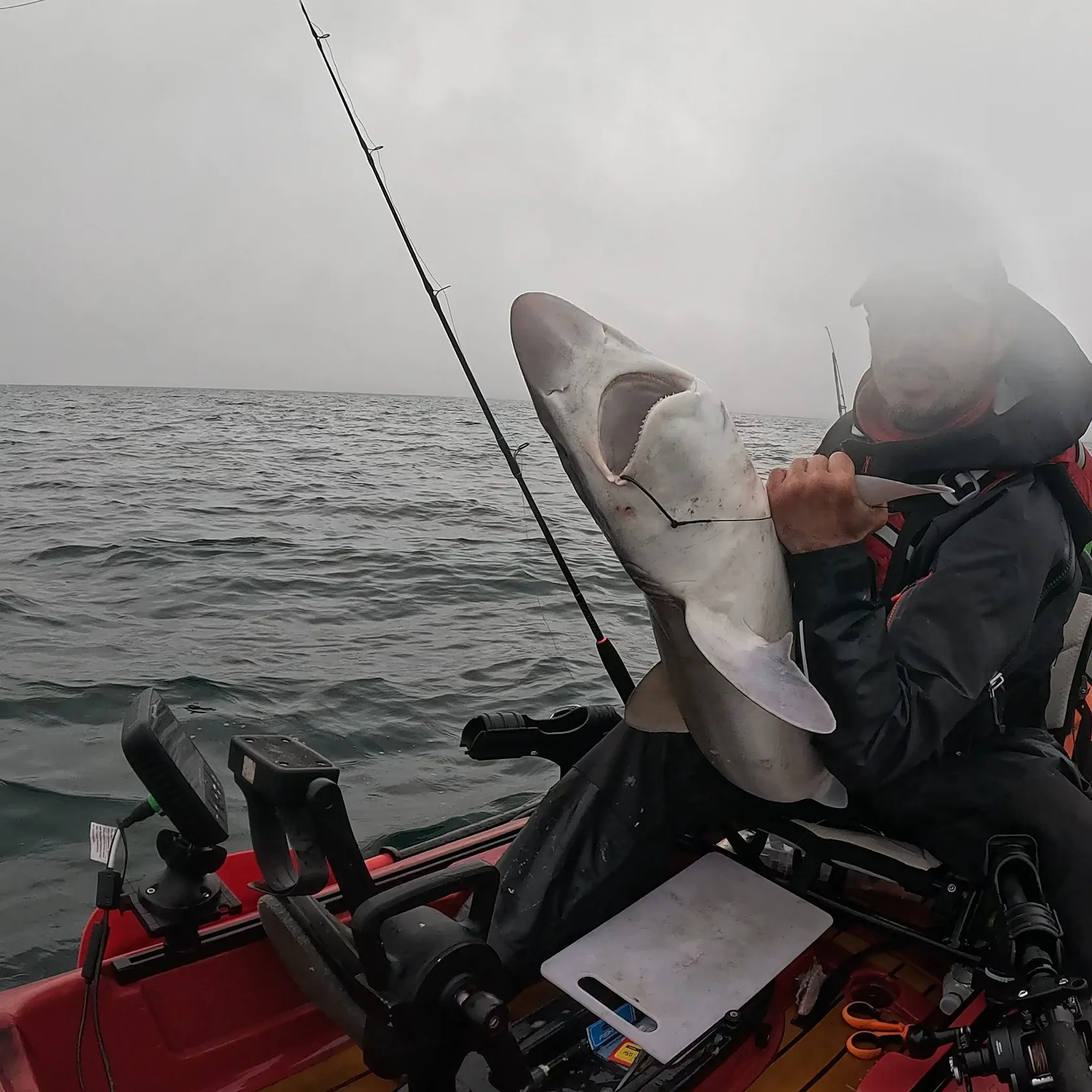 The most recent Tope shark catches on Fishbrain