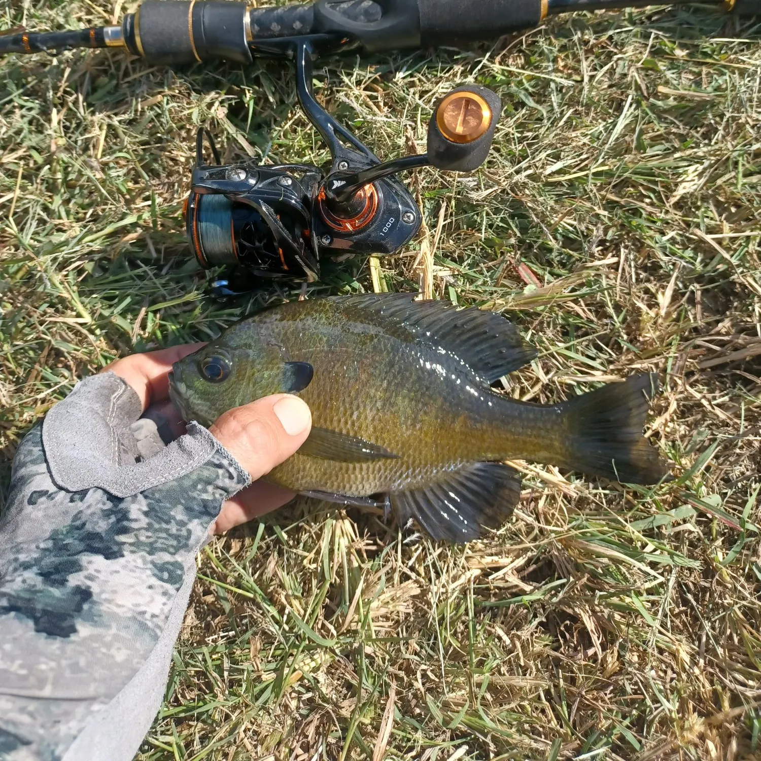 Bluegill caught on Fishbrain