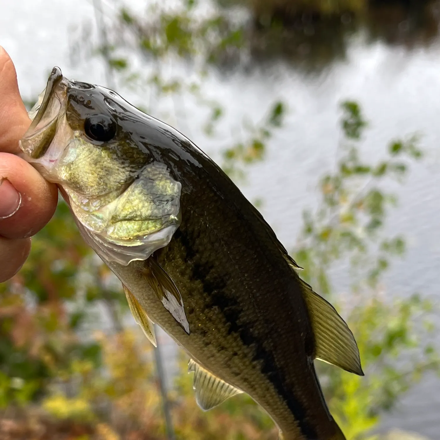 Largemouth bass caught on Fishbrain
