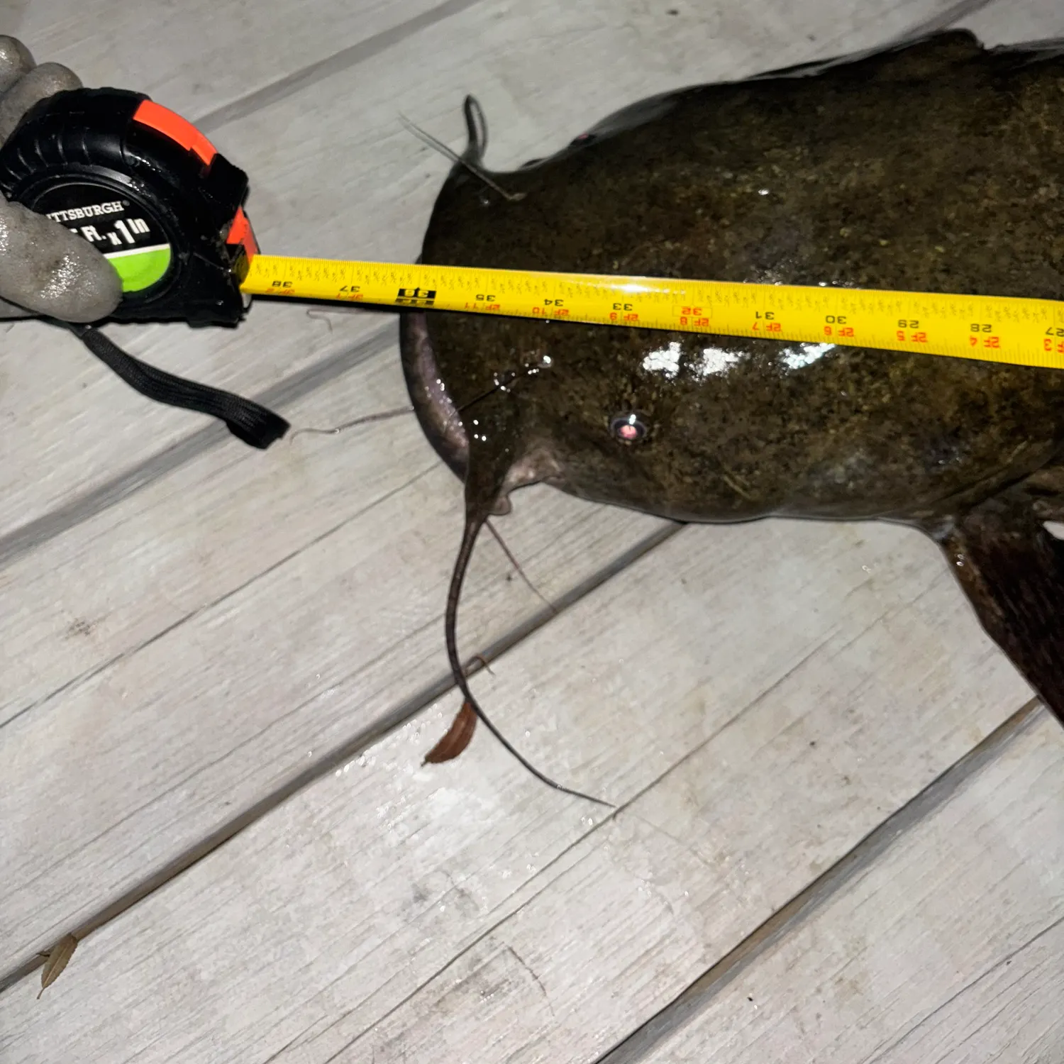 Flathead catfish caught on Fishbrain