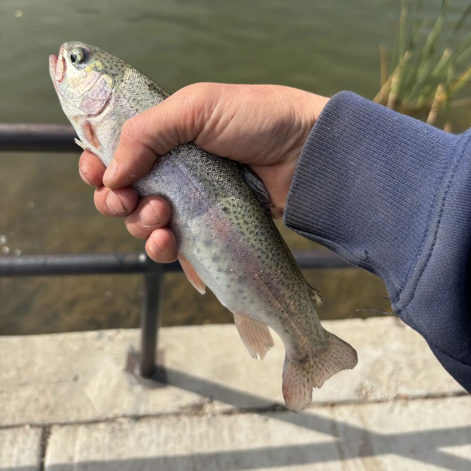 Rainbow trout caught on Fishbrain
