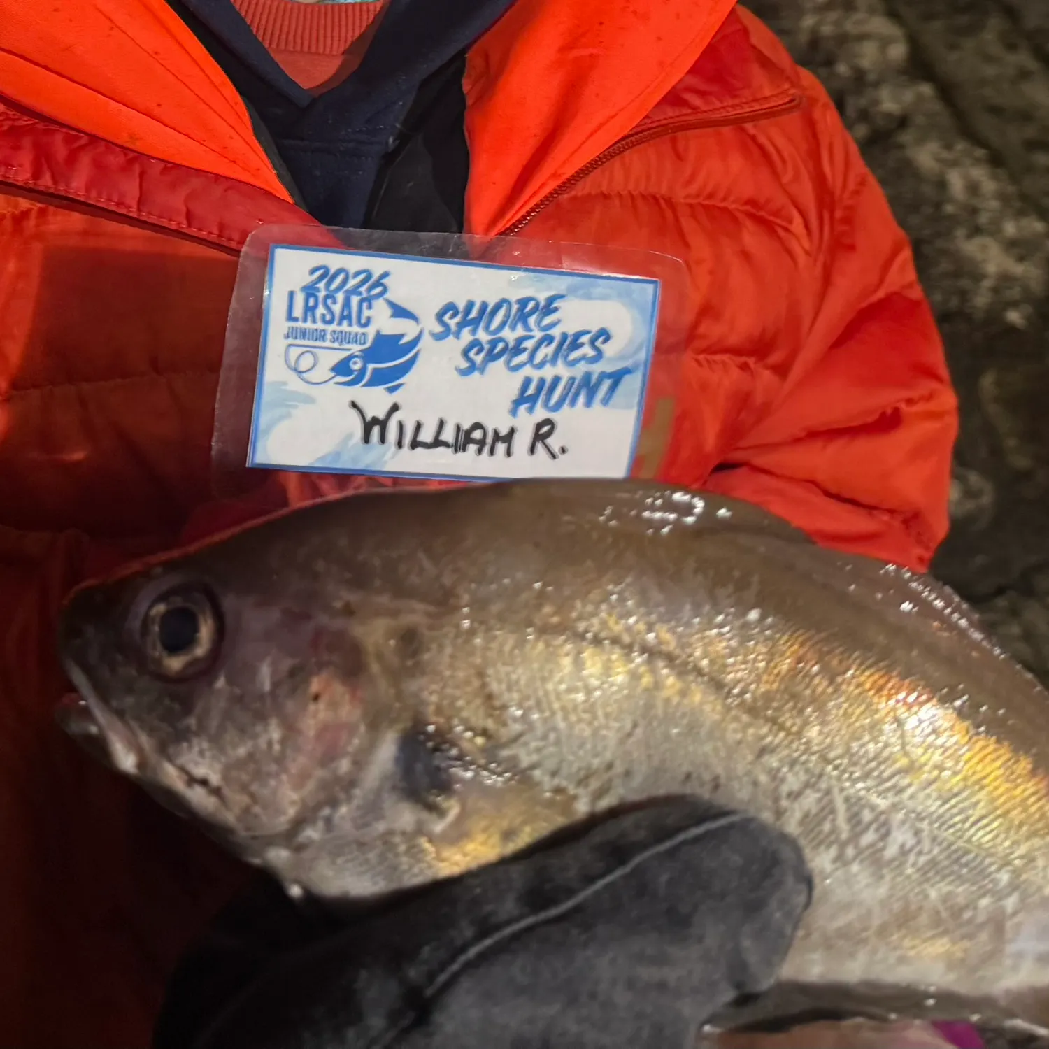 The most recent Pouting catches on Fishbrain