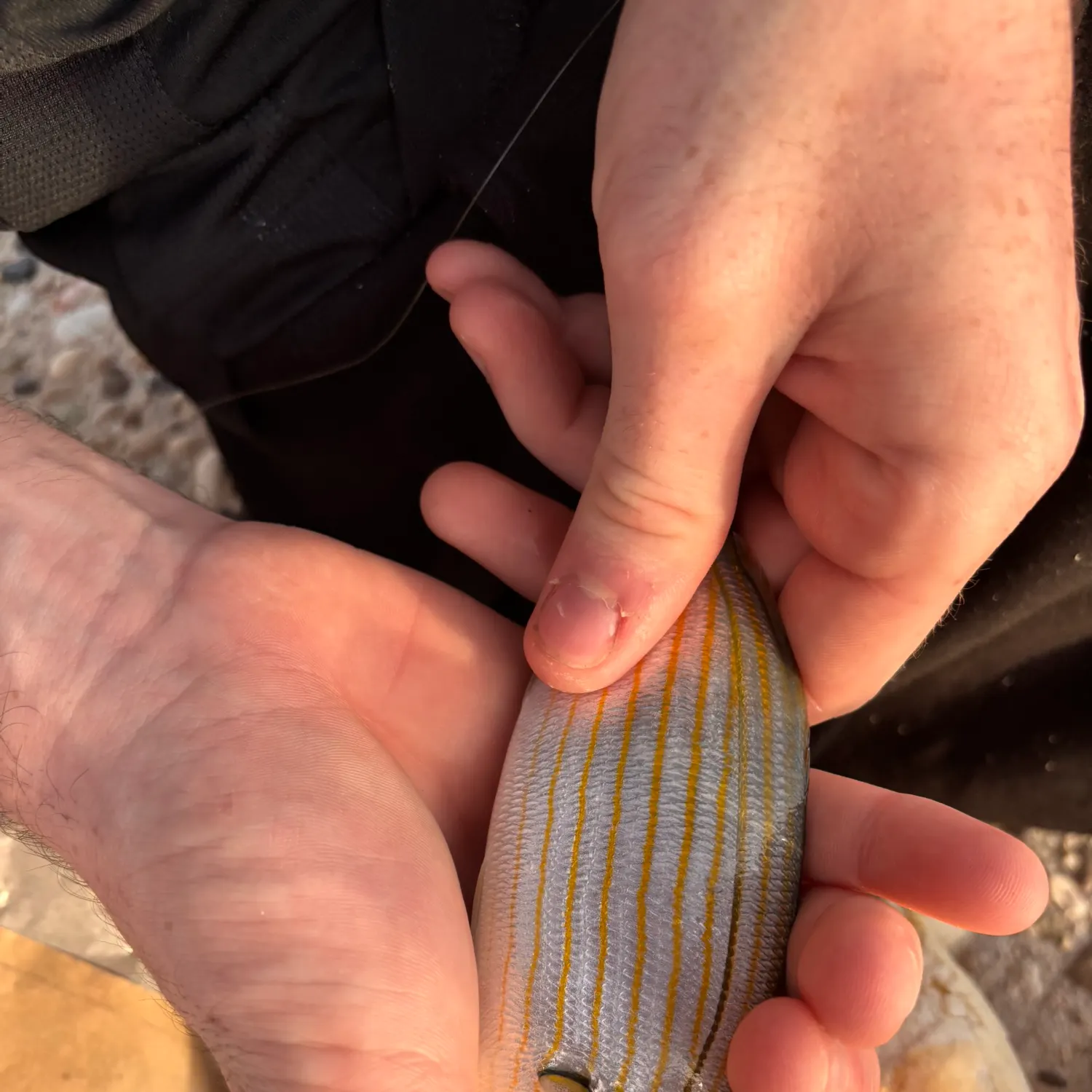 The most recent Salema porgy catches on Fishbrain