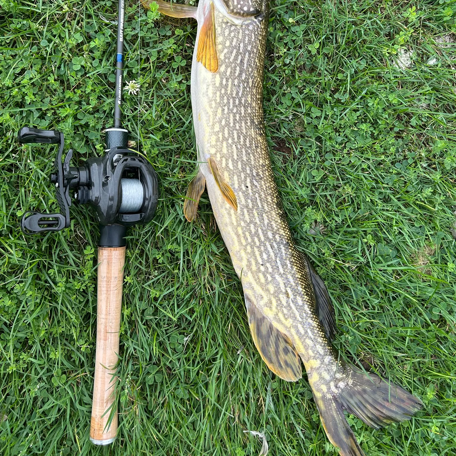 Northern pike caught on Fishbrain