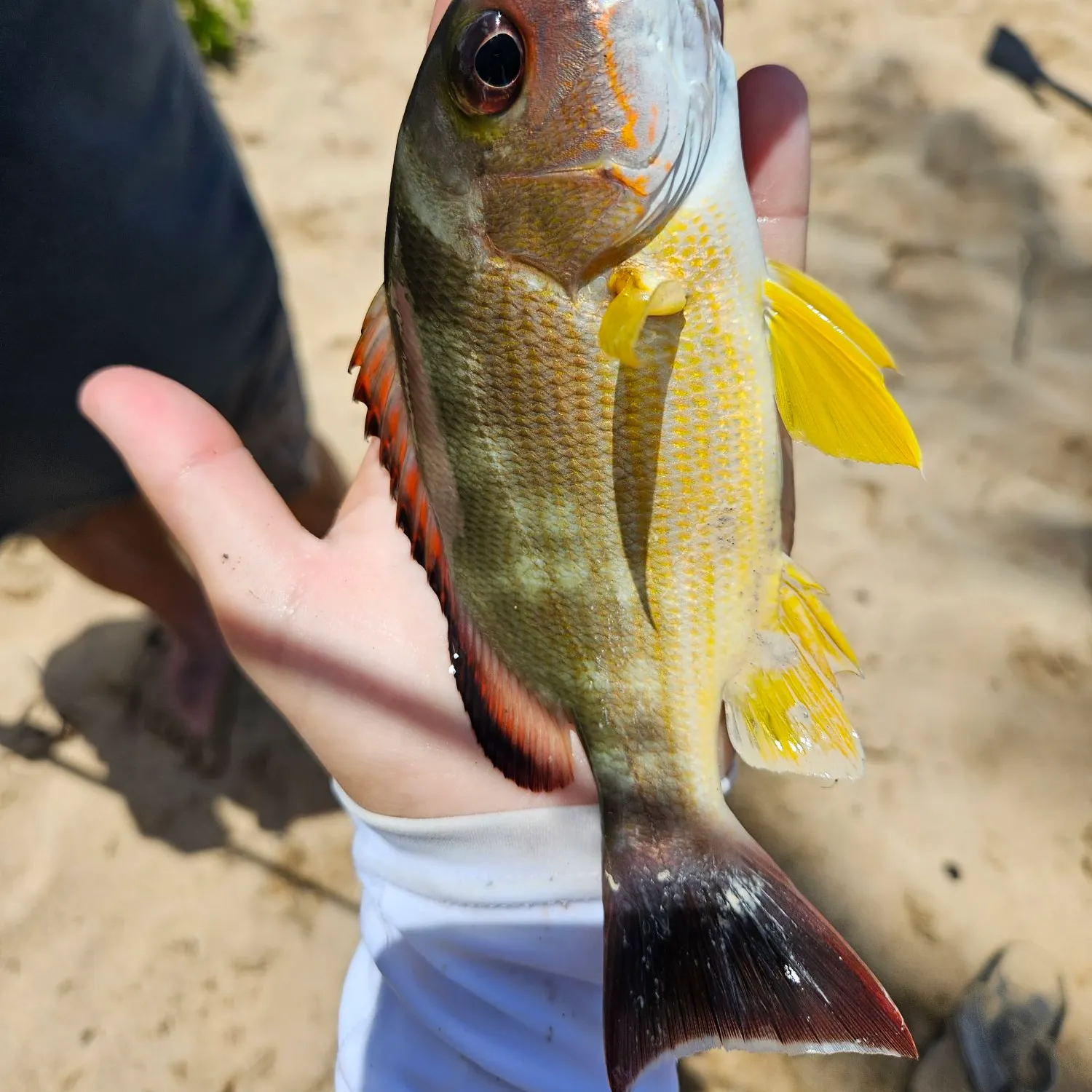 The most recent Blacktail snapper catches on Fishbrain