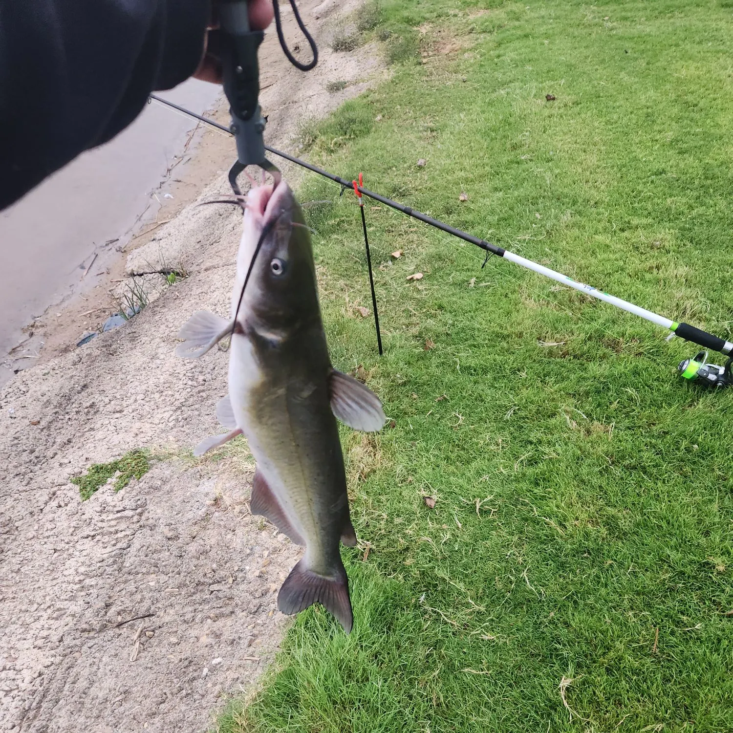 Channel catfish caught on Fishbrain