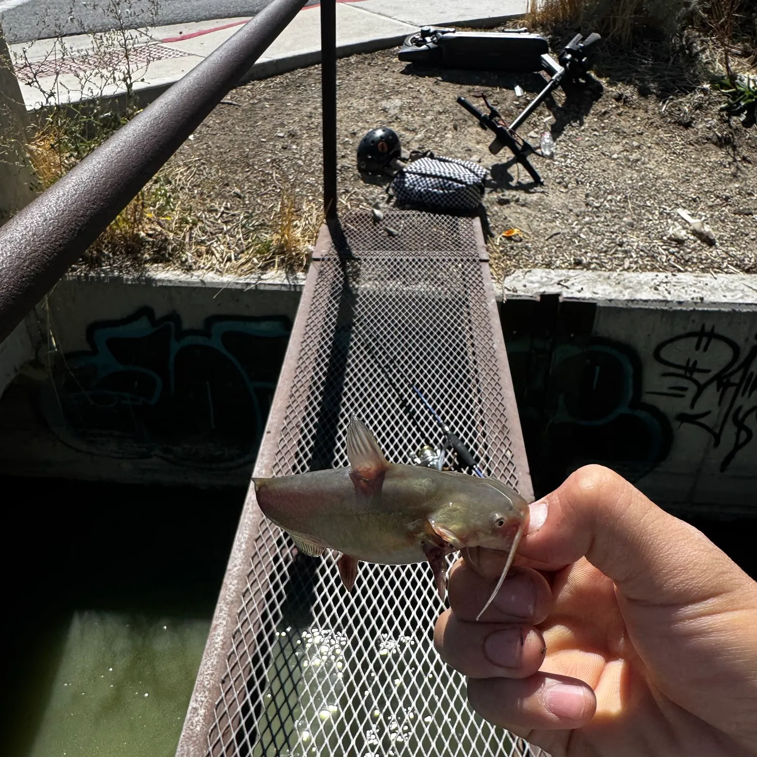 Channel catfish caught on Fishbrain