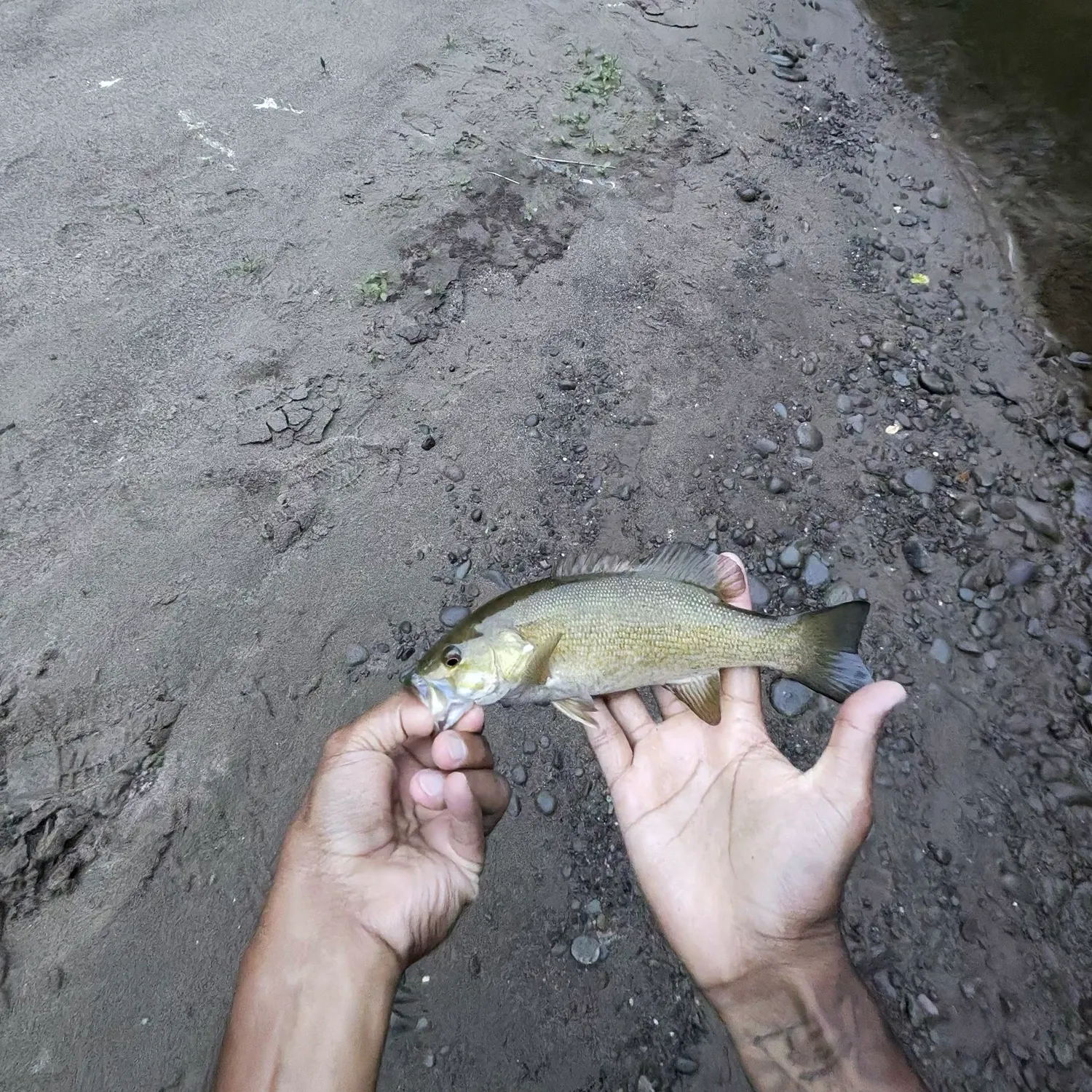 Smallmouth bass caught on Fishbrain
