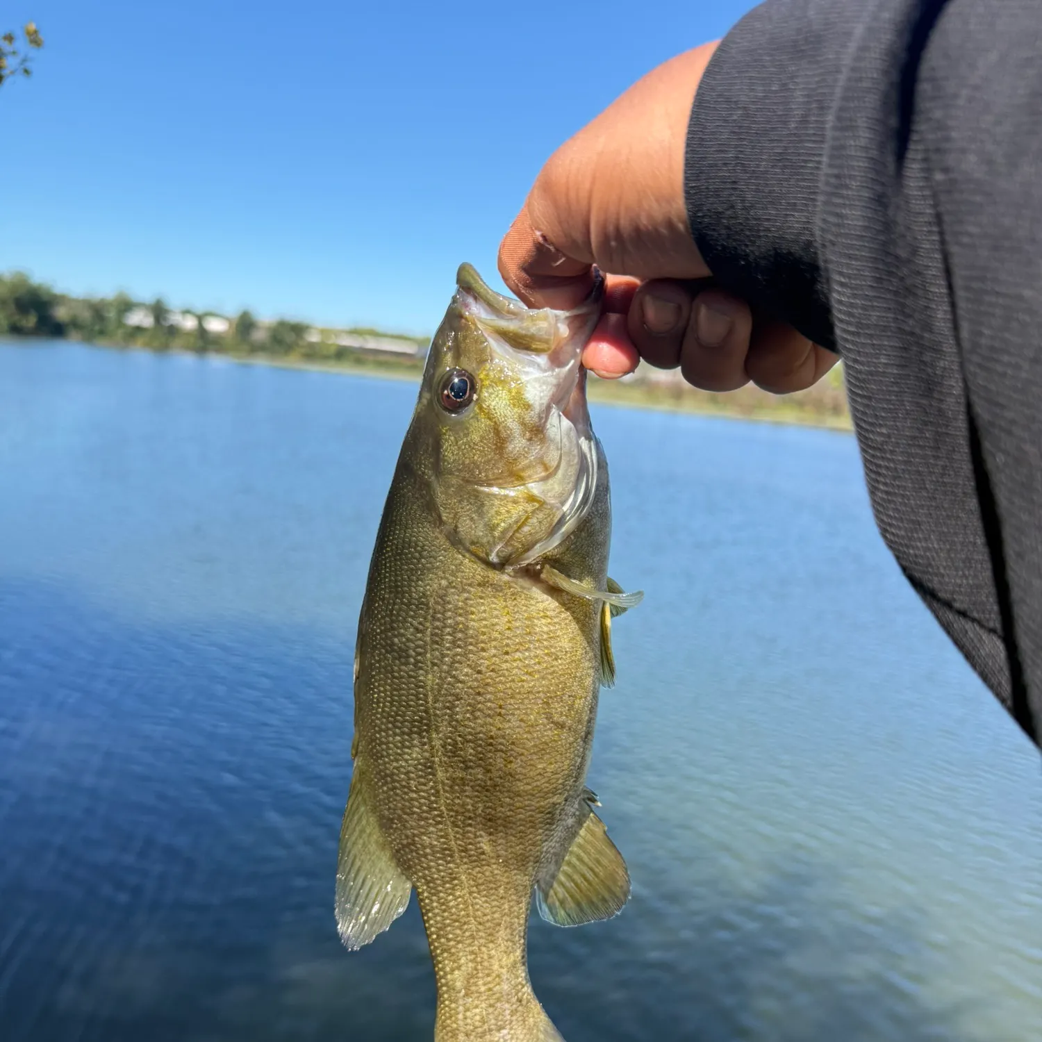 Smallmouth bass caught on Fishbrain