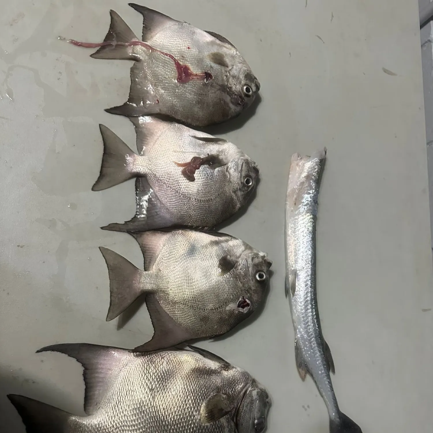 recently logged catches