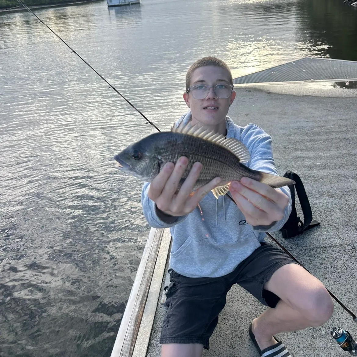 The most recent Southern black bream catches on Fishbrain