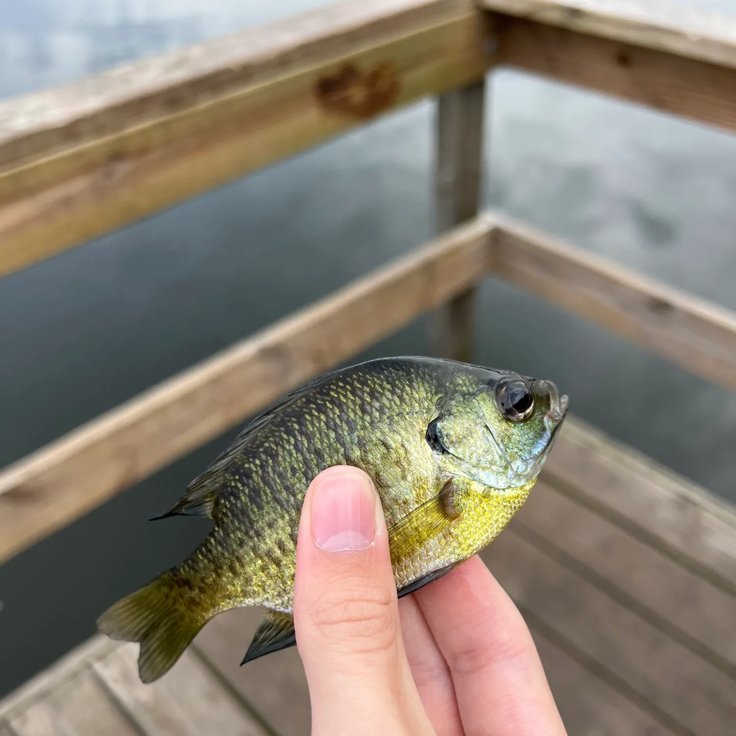 Bluegill caught on Fishbrain