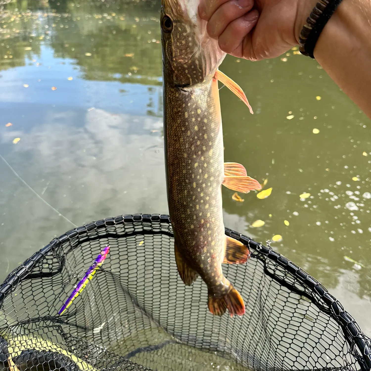 Northern pike caught on Fishbrain